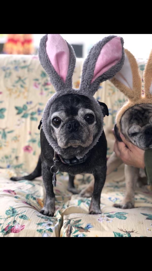 /Images/uploads/PUG NATION RESCUE OF LOS ANGELES/2019pugcalendar/entries/8571thumb.jpg